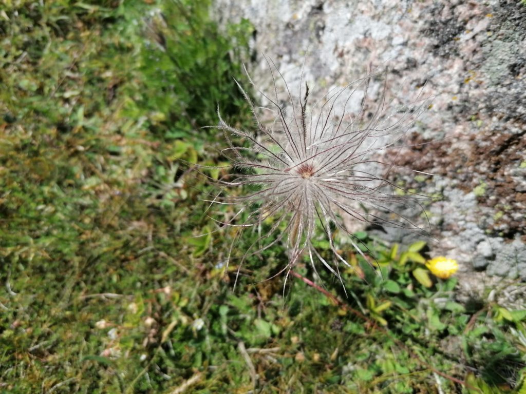 Eine besondere Blume in Tosteberga.